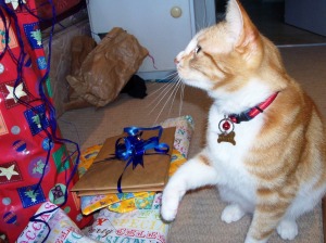 Muggs playing with the presents